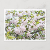 Cherry Blossom "Ichiyo" Briefkaart (Voorkant)