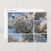 Cherry Blossom in bloom briefkaart (Voorkant / Achterkant)
