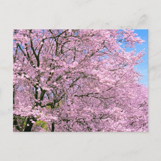 Cherry Blossom in Bloom Briefkaart (Voorkant)