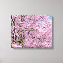 Cherry Blossom in Bloom