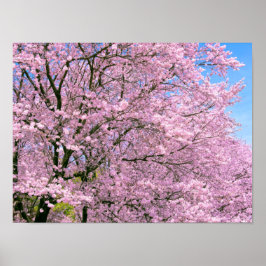 Cherry Blossom in Bloom Poster