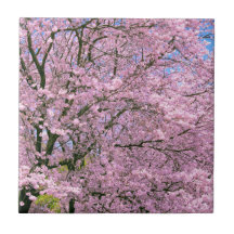 Cherry Blossom in Bloom