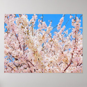 Cherry Blossom in Full Bloom Poster