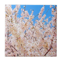 Cherry Blossom in Full Bloom Tegeltje