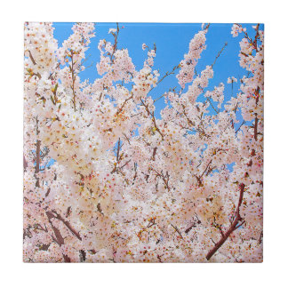Cherry Blossom in Full Bloom Tegeltje