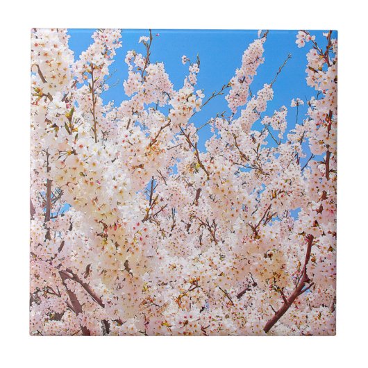 Cherry Blossom in Full Bloom Tegeltje (Voorkant)