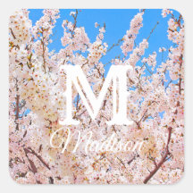 Cherry Blossom in Full Bloom