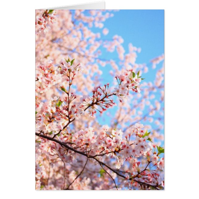 Cherry Blossom in Japan Card (Voorkant)