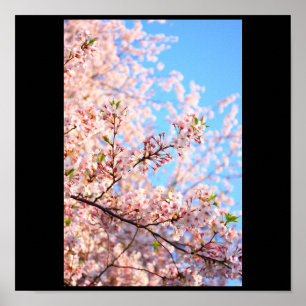 Cherry Blossom in Japan Poster
