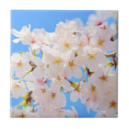 Cherry Blossom in Spring Tegeltje