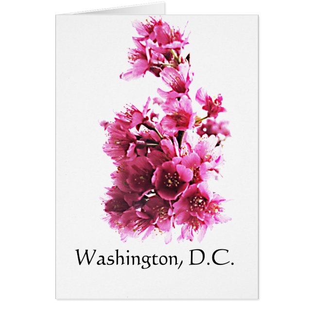 Cherry Blossom in Washington D.C. (Voorkant)