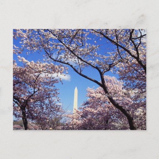 Cherry Blossom in Washington D.C. Briefkaart (Voorkant)