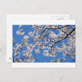 Cherry Blossom in Washington DC Briefkaart (Voorkant / Achterkant)