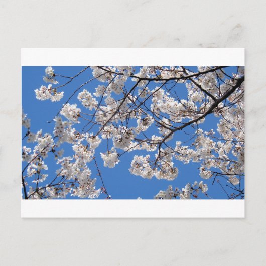 Cherry Blossom in Washington DC Briefkaart (Voorkant)