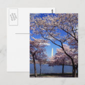 Cherry Blossom in Washington DC briefkaart (Voorkant / Achterkant)