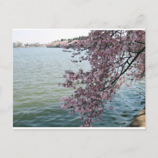 Cherry Blossom in Washington DC Briefkaart