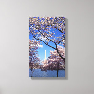 Cherry Blossom in Washington DC Canvas Afdruk