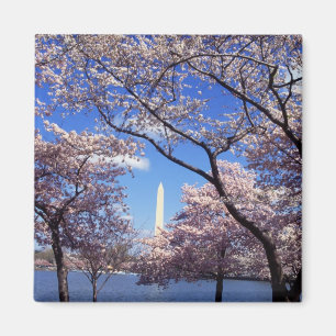 Cherry Blossom in Washington DC fridge magnet Magneet