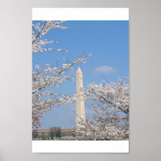 Cherry Blossom in Washington DC Poster