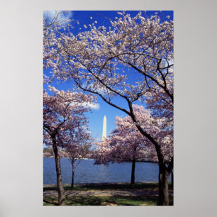 Cherry Blossom in Washington DC poster print