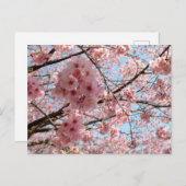 Cherry Blossom: Japan Briefkaart (Voorkant / Achterkant)