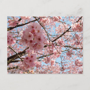Cherry Blossom: Japan Briefkaart