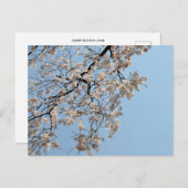 Cherry Blossom: Japan Briefkaart (Voorkant / Achterkant)
