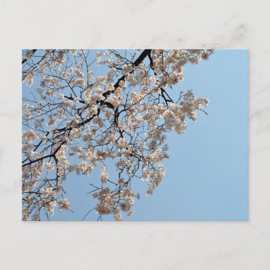 Cherry Blossom: Japan Briefkaart (Voorkant)