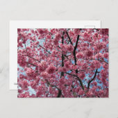 Cherry Blossom: Japan Briefkaart (Voorkant / Achterkant)