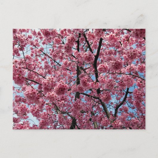 Cherry Blossom: Japan Briefkaart (Voorkant)