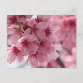 Cherry Blossom: Japan Briefkaart