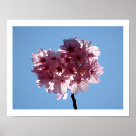 Cherry Blossom: Japan Poster