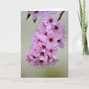 Cherry Blossom Kaart