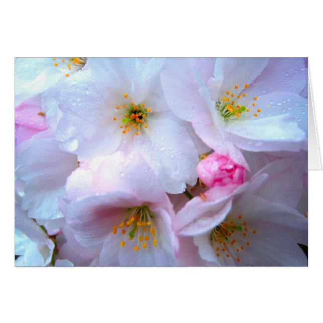 Cherry blossom - Kaart (Voorkant Horizontaal)