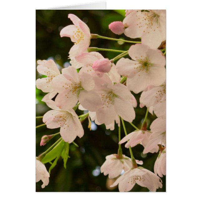 Cherry Blossom Kaart White Blossom Kaart Personali (Voorkant)