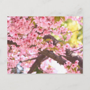 Cherry Blossom "Kawazu-zakura" : Carte postale