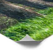 Cherry Blossom Lane Poster (Hoek)