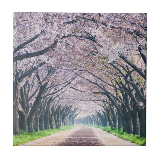 Cherry Blossom Lane Tegeltje (Voorkant)