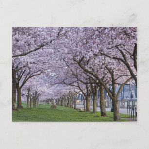 Cherry Blossom langs de Willamette, Verenigde Stat Briefkaart