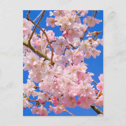 Cherry Blossom London UK Briefkaart (Voorkant)