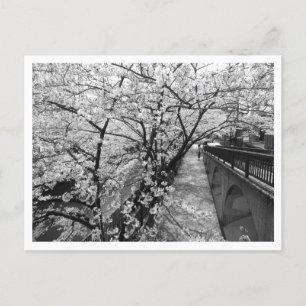 Cherry Blossom: Meguro River, Tokio (zwart-wit) Briefkaart