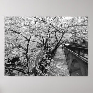 Cherry Blossom: Meguro, Tokio (zwart-wit) Poster