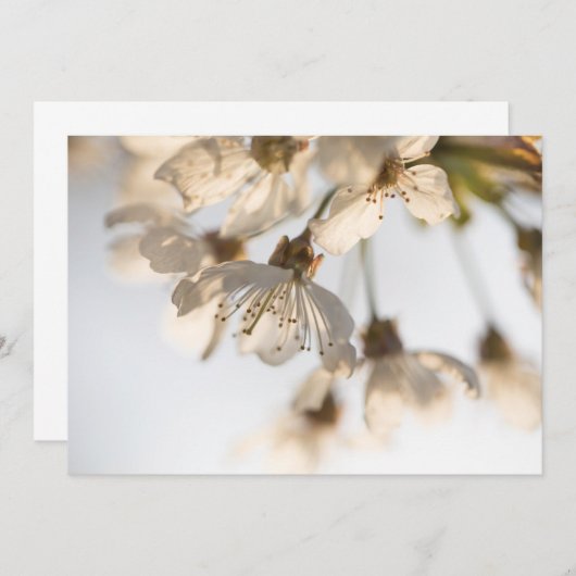 Cherry Blossom natuur (Voorkant / Achterkant)