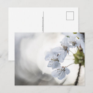 Cherry blossom natuur foto feestdagenkaart