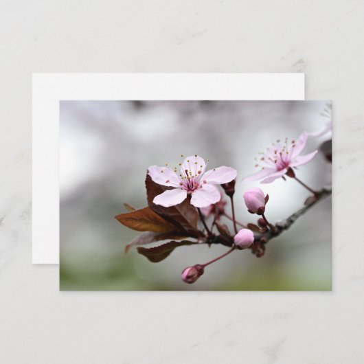 Cherry Blossom Notecard Notitiekaartje (Voorkant / Achterkant)