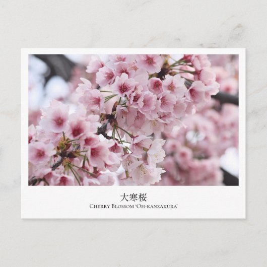 Cherry Blossom ‘Oh-kanzakura’ Briefkaart (Voorkant)