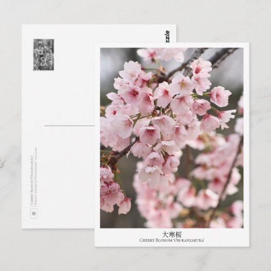 Cherry Blossom ‘Oh-kanzakura’ Briefkaart (Voorkant / Achterkant)