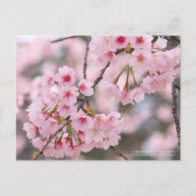 Cherry blossom "Oh-kanzakura":Briefkaart