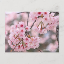 Cherry blossom "Oh-kanzakura":Briefkaart Briefkaart