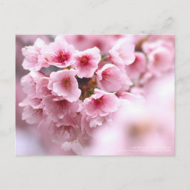 Cherry blossom "Oh-kanzakura":Briefkaart Briefkaart